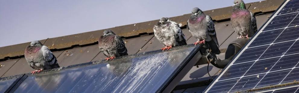 Nettoyage fientes d'oiseaux par drone